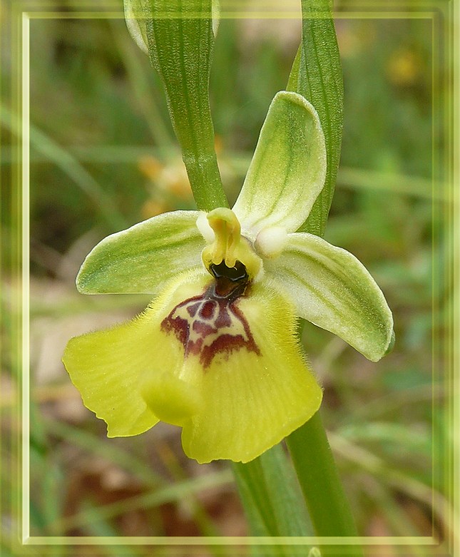 Ophrys holosericea subsp. gracilis